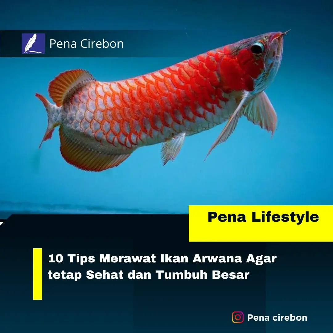 Tips Merawat Ikan Arwana