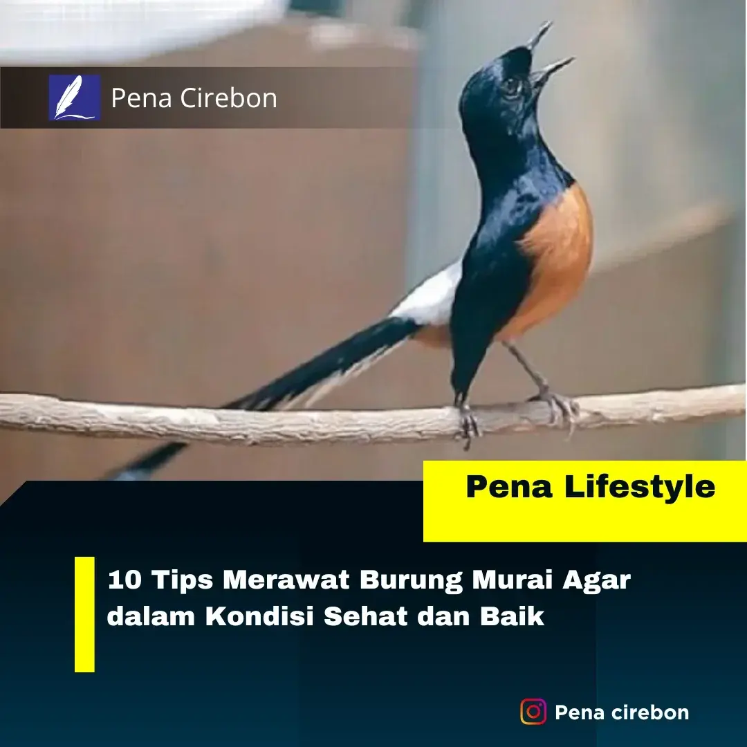 Merawat Burung Murai