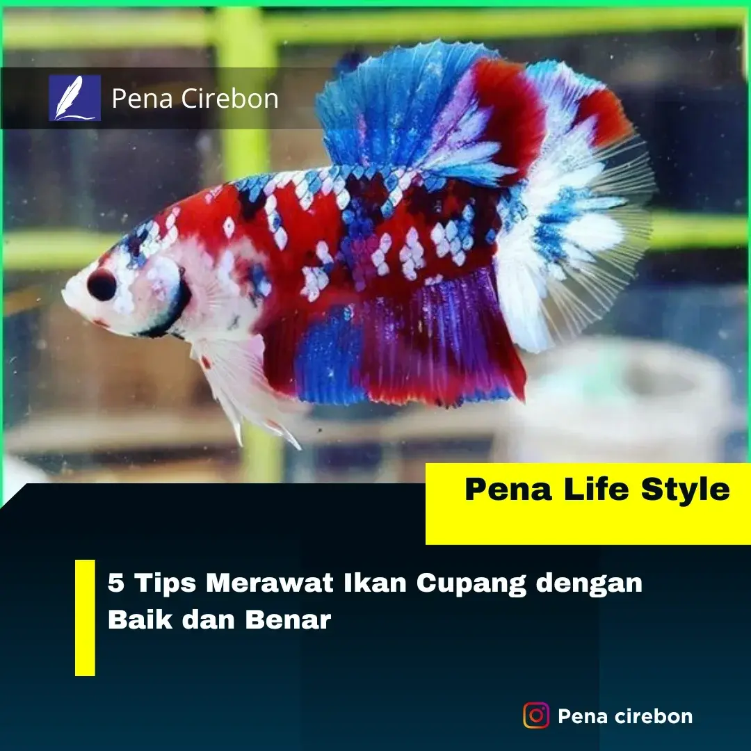 Merawat Ikan Cupang dengan Baik Merawat Ikan Cupang dengan Baik