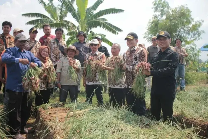 Bawang Merah di Desa Pabuaran Lor Bawang Merah di Desa Pabuaran Lor